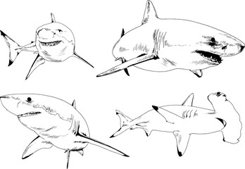 great white shark drawn in ink freehand sketch logo	