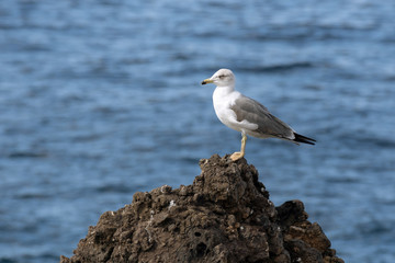 Yellow-Legged Gull (Larus michahellis)