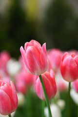 Fresh beautiful pink and white tulip flower