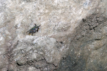 Blue eyed Crab in Tenerife