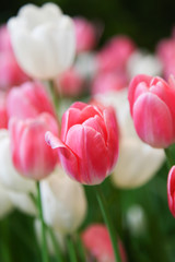 Fresh beautiful pink and white tulip flower