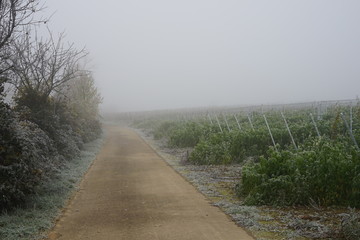 Winterlicher Weingarten im Nebel an einem Feldweg