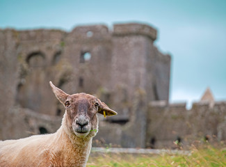 Sheep with the Rock of Cashel in the background, Near to Cashel in Ireland