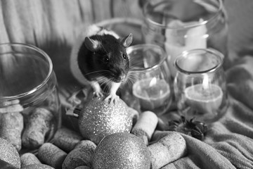 Decorative black and white rat among christmas toys and candles. 2020 new year symbol.