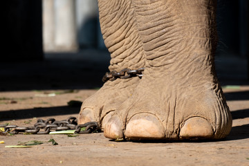 Obraz premium elephant bondage