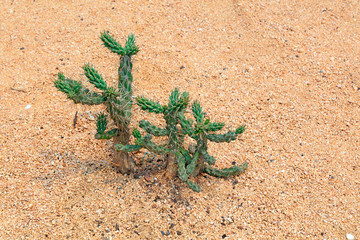 Cactus plants in the botanical garden