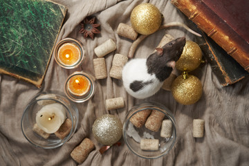 Decorative black and white rat among christmas toys and candles. 2020 new year symbol.