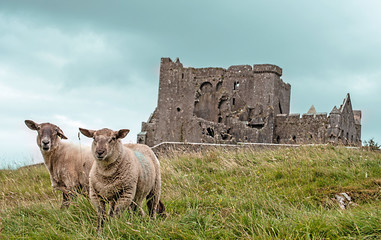 Sheeps with the Rock of Cashel in the background, Near to Cashel in Ireland