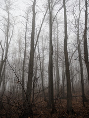 tall bare tree trunks rise in the misty autumn forest