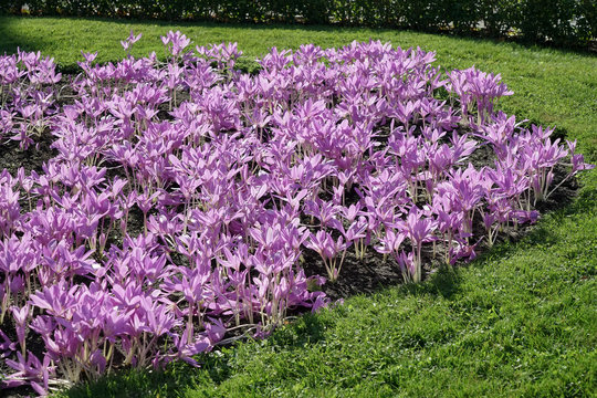 Autumn Crocus ( Colchicum autumnale)