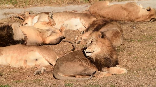 4k Video footage of Lions Pride hunting during morning sunrise, Safari in National Park in Africa