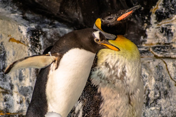 Emperor penguins in Antarctica area 3
