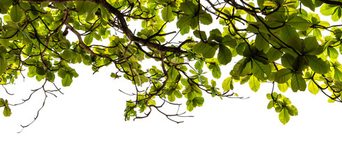 Green tree branch leaves isolated on white background, Tropical nature under sunlight background
