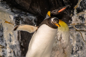 Emperor penguins in Antarctica area 5