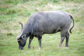 Water Buffalo or domestic Asian Water Buffalo (Bubalus bubalis)