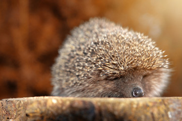 The hedgehog, a large and wild mammal went hunting.