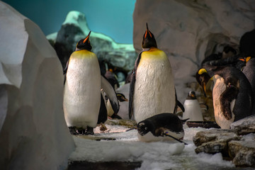 Emperor penguins in Antarctica area 13