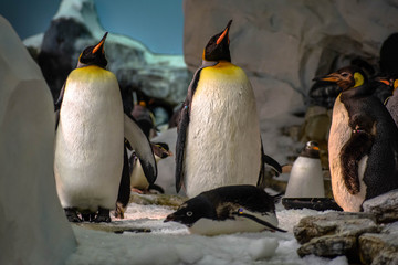 Emperor penguins in Antarctica area 14