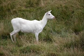 Obraz premium Red Lechwe Antelope (Kobus leche)
