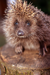 The hedgehog, a large and wild mammal went hunting.