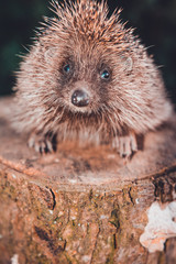 The hedgehog, a large and wild mammal went hunting.