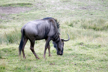 Blue Wildebeest or brindled Gnu (C. taurinus)