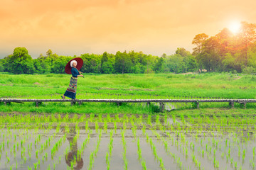 Beautiful happy asian traditional woman holding red umbrella walking on wooden walkpath in greenery rice field paddle with trees over colorful sky backgroud.