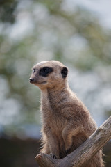 Fototapeta premium Meerkat or Suricate (Suricata suricatta)