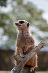 Meerkat or Suricate (Suricata suricatta)