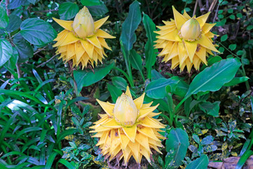 Musaceae plants hairyfruit musella flower