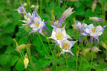 Ranunculaceae isopyreae in a park