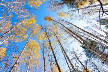 Yellow crown of birch in the fall against the blue sky. Birch trunk with a yellow crown.