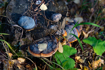 Mushrooms on a forest stump