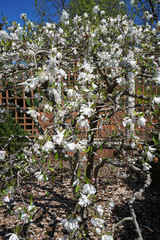 Close up white flower tree