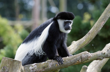 Black and White Colobus (Colubus)