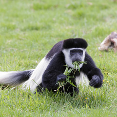 Obraz premium Black and White Colobus (Colubus)