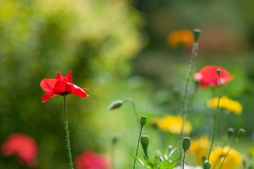 Red poppy with blurry background with other flowers .Selective focus on poppy flower