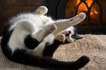 Domestic Cat lie in front of a wood stove 