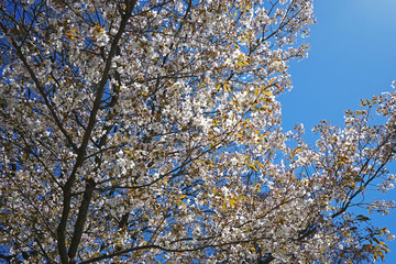 Close up white flower tree with clear blue sky