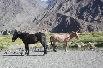 Caballos