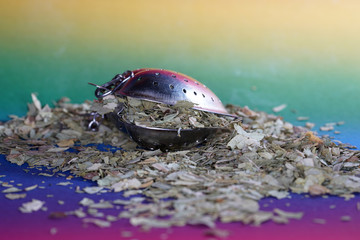 Senna leaves tea with the macro lens photographed in the studio