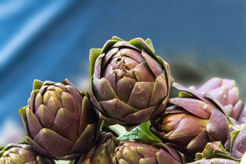 Artischocken vor blauem Hintergrund