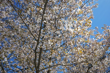 Close up white flower tree with clear blue sky
