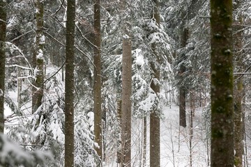 snowy forest trees. wood winter