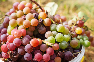 Green and purple grapes close-up