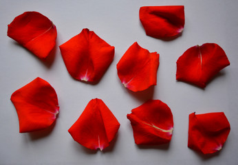set of red rose petals closeup in isolation