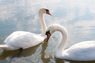 Plakat white swans on an autumn lake on a sunny day