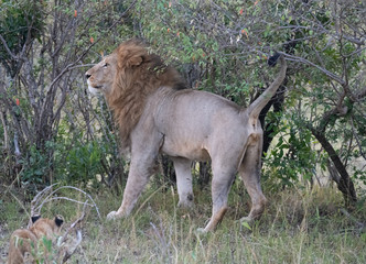 Lion marking territory