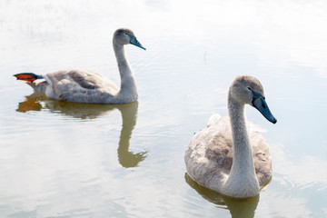 white swans on an autumn lake on a sunny day