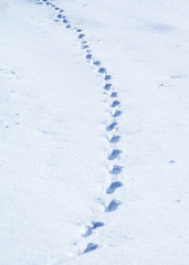 the footprints of a wild animal in the snow